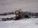 Moose rescue young bull moose stuck in the mud