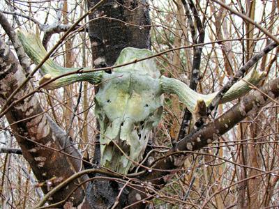 A Moose Skull (as discovered)