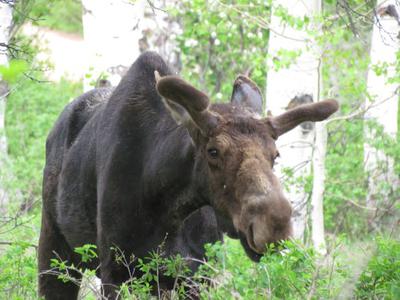 Bull Moose early in the year.<br/><i>Photo by Vickie King</i>