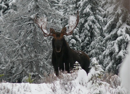 Moose Hunting in November