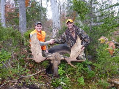 Moose Grow Big in New Hampshire