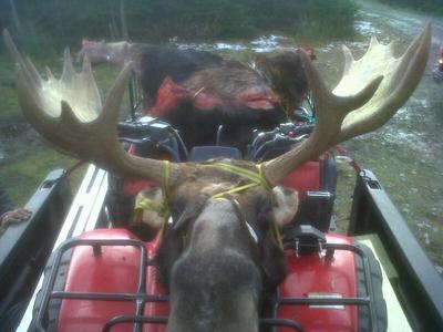 Nicest Moose Rack Ever