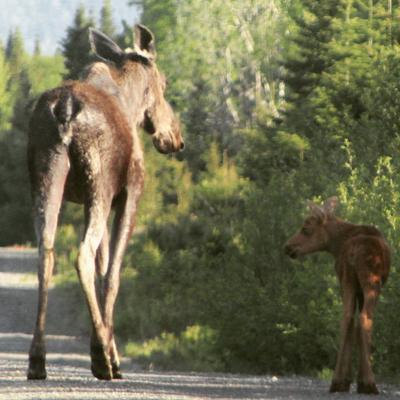 Baby Moose and it's Momma!