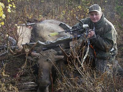 Bull Moose with Crossbow