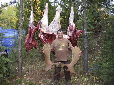 Bull Moose Antlers