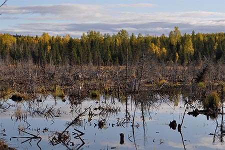 A Swamp - good moose habitat