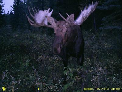 Possible World Record Moose