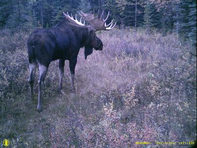 World Record Moose, Antlers Reach His Hump