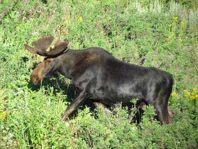 Late Summer Pre-rut Bull Moose
