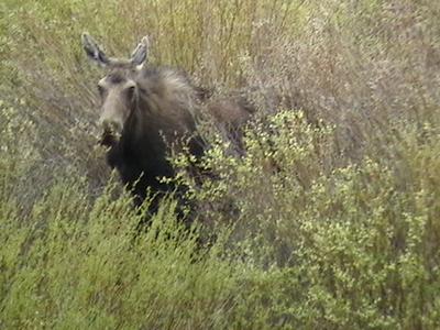 Pretty Cow Moose