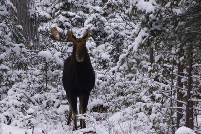 Moose with One Antler