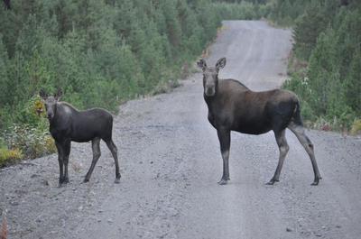 Cow moose with her calf