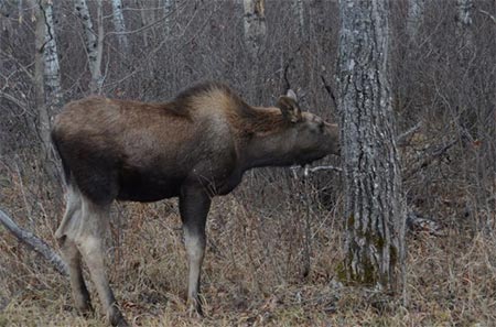 Six and a half month old calf moose