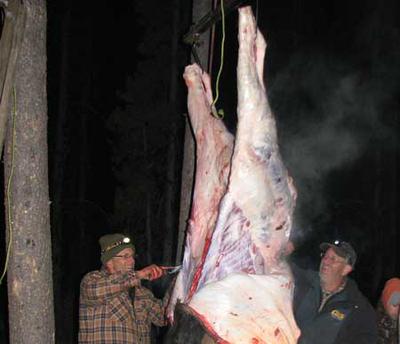 Moose skinning to get the heat out of the meat