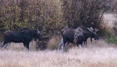 Two Immature Bull Moose with a Cow Moose