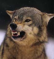 Wolf Attack Close Call