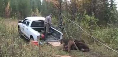 Loading a Moose into a Truck