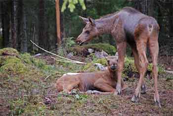 Super cute baby moose twins