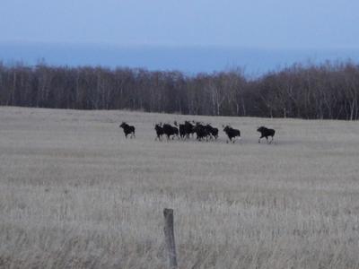 Another Shot of the 10 Bull Moose and a Cow