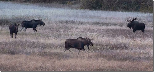 Larger bull guards cow