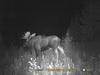 Bull Moose during the rut at Night