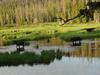 Two Bulls and a Cow Moose in a Swamp