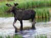 Younger Bull Moose in Velvet