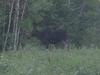 Cow Moose Standing Near The Treeline