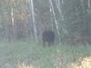 Cow Moose in Northern Ontario