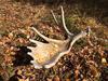 Moose Shed Antler