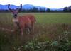 A Very Nice Blacktail Deer