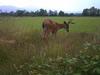 Another shot of the blacktail deer.