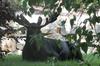 Bull Moose in Velvet takes refuge under a tree.