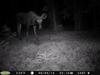 Moose caught on trail camera