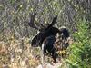 Bull Moose Looking Back