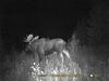 Bull Moose Spypoint Trail Camera