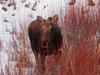 Cow Moose Standing in Red Willows <br/><i>Photo by Laurie M</i>