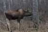 This Calf Moose is 6 1/2 Months Old