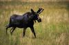 Moose in Pinedale, WY 2016_08_21