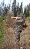 Call for moose using a birch bark moose call