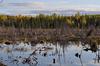 Find a remote spot to hunt moose!