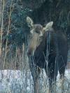 Cow moose during the late season