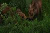 The moose calf twins sharing a meal