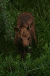 Moose Calf Stands Alone