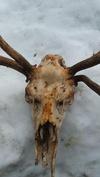 Moose Dead Head with Abnormal Antler Growth - Close Up View