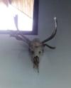 Moose Dead Head with Abnormal Antler Growth - on the wall