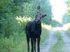 This moose shows signs of being infected with brainworm