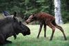 Calf Moose Growth at 45 Minutes
