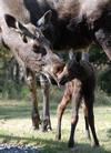 Calf Moose Growth at 60 Minutes