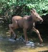 Happy Moose Calf (Photo by Lovell Fink)